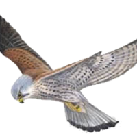 Kestrel